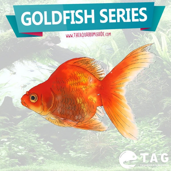 Goldfish Series - Brief Care Guide | The Aquarium Guide