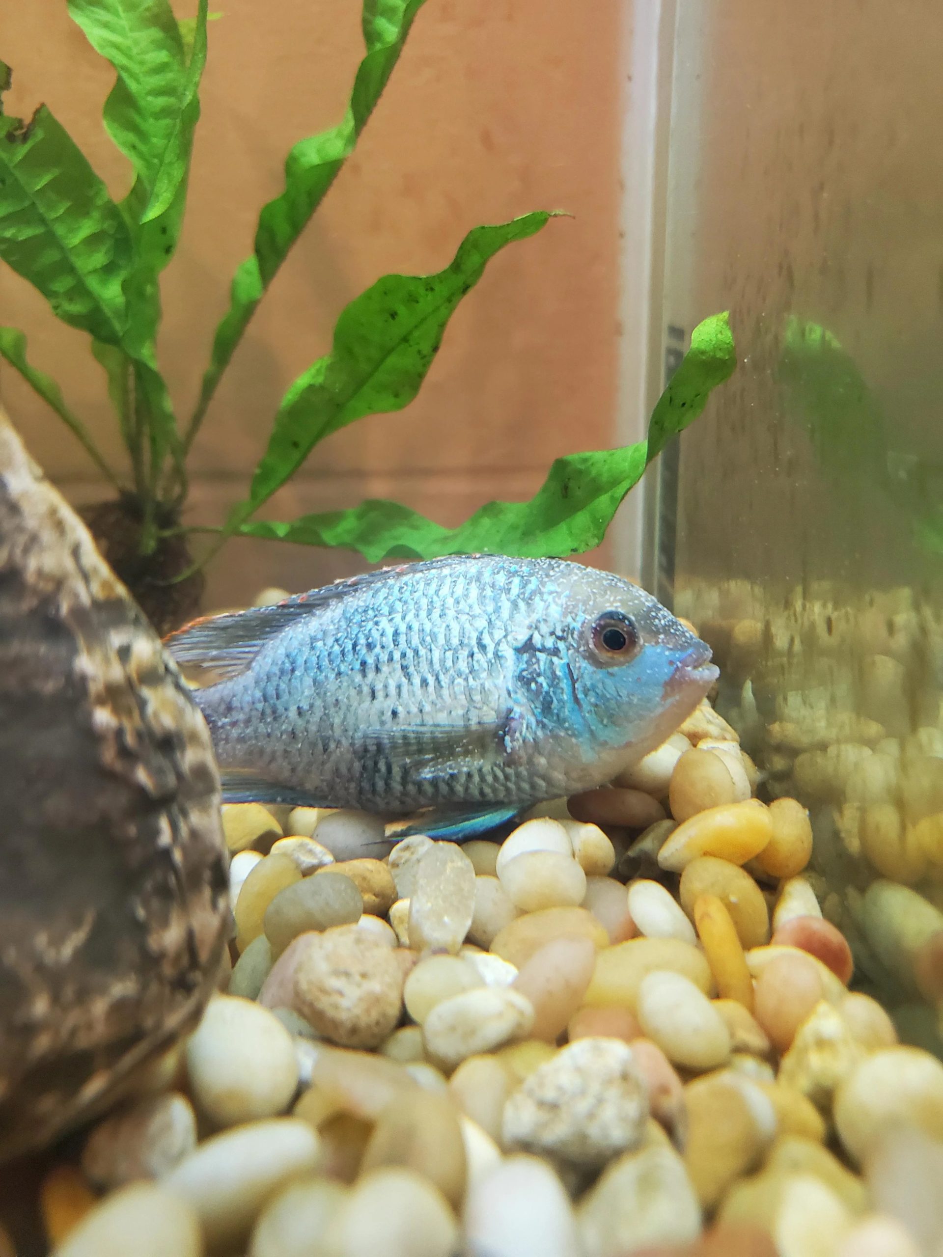 Electric Blue Acara Care Guide Breeding Tank Size Disease