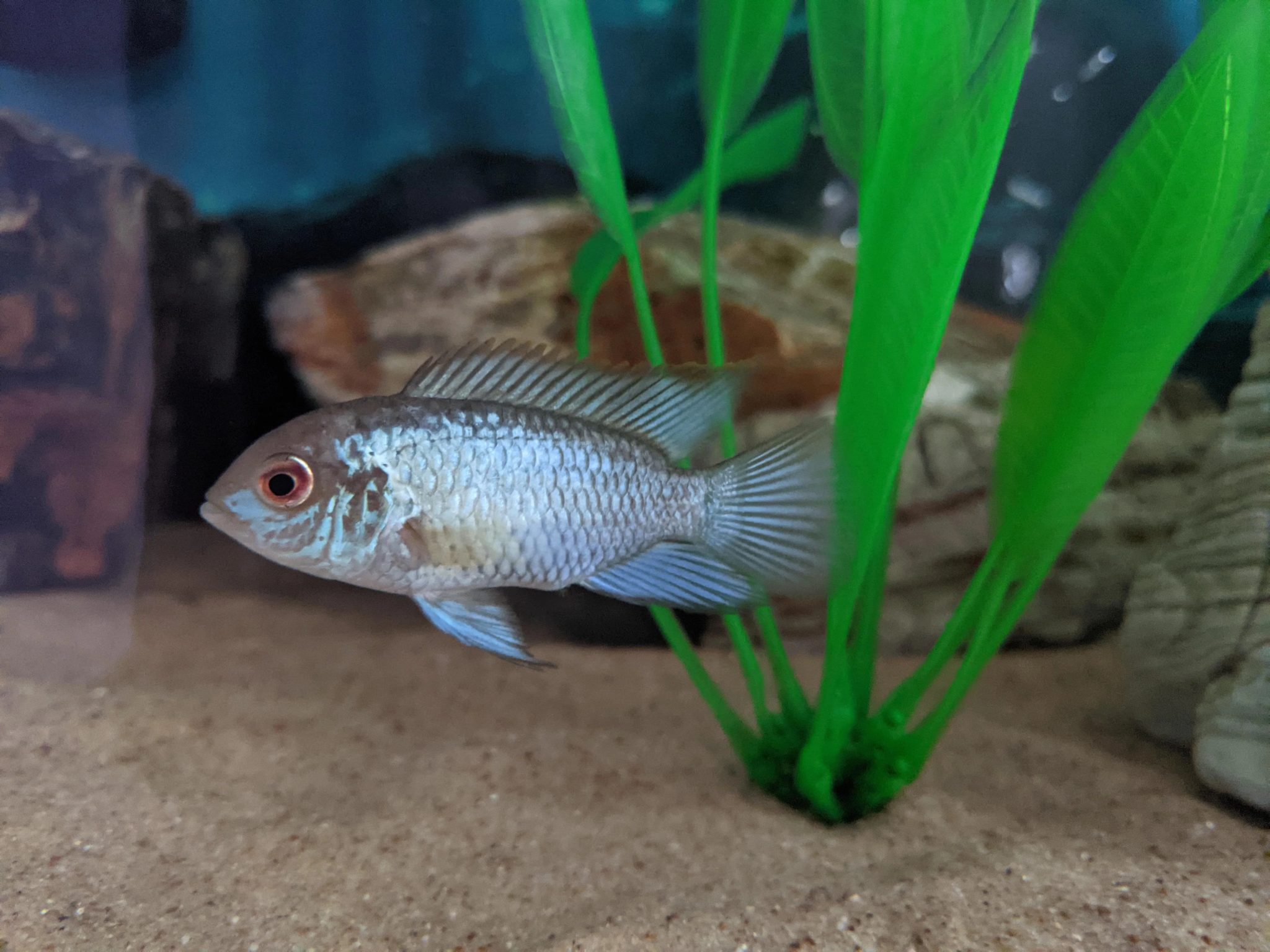 Electric Blue Acara Care Guide Breeding Tank Size Disease