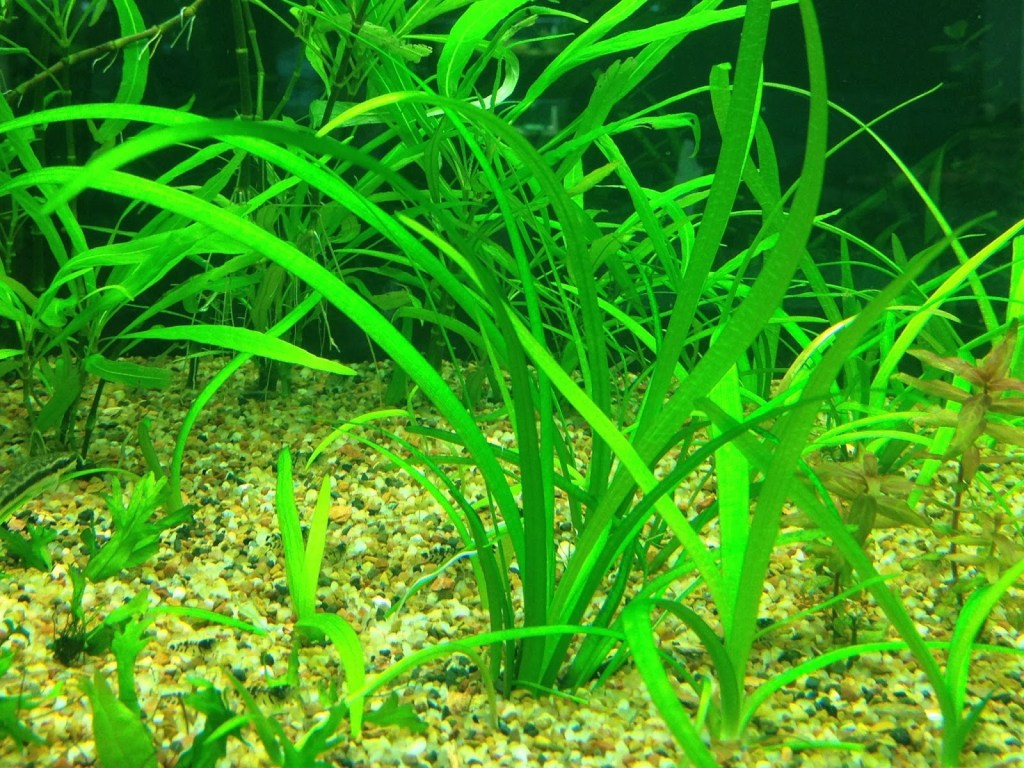 Top 20 Best Freshwater Aquarium Plants for Beginners [2022]