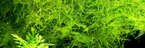 Java Moss, a Carpeting Plant for Freshwater Aquariums
