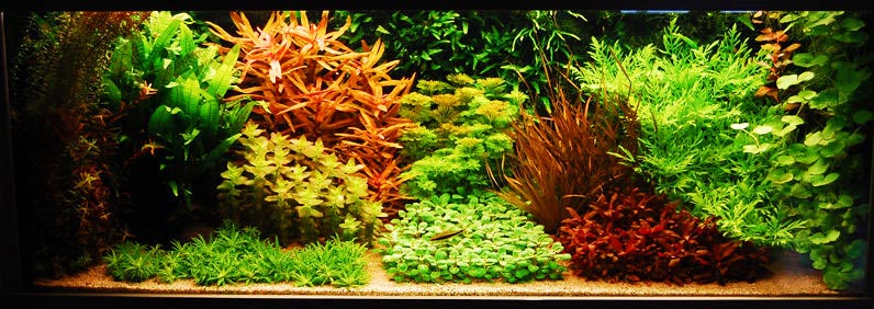 Dutch Style Planted Tank