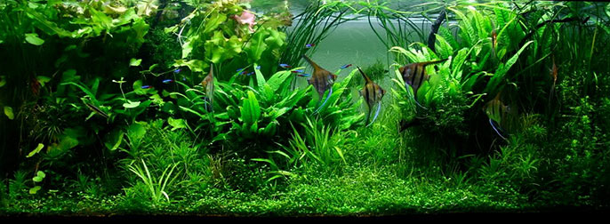 Jungle Style Planted Tank