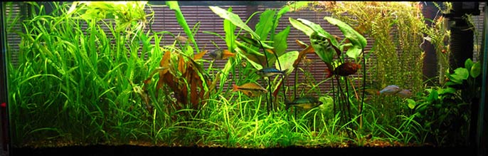 Walstad Style Planted Tank