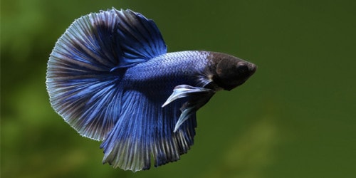 Low Maintenance Fish for Beginners - The Aquarium Guide