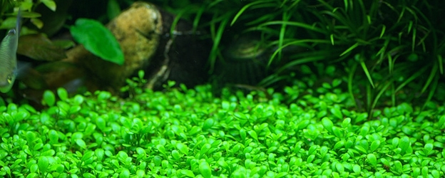 carpeting plant for planted tank