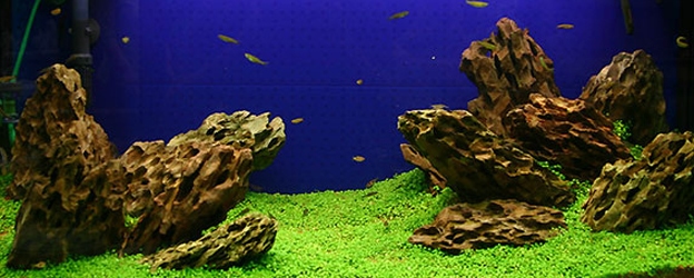 thumbnail image 2 of Freshwater Aquarium Decor, Easy Growing Dwarf 2 of 11