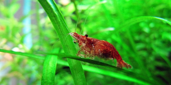Cherry Shrimp - Best Algae Eater