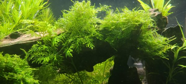 Keeping Aquarium Moss in a Tank