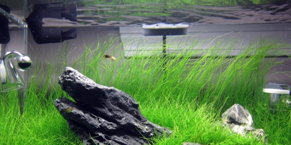 Natural Way to Grow Dwarf Hair Grass - Carpet & Planting [2022]