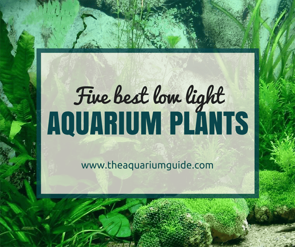 5 Low Light Aquarium Plants