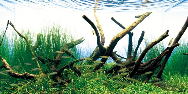 Aquarium Driftwood Used in Aquascaping: Hardscape Essentials Part