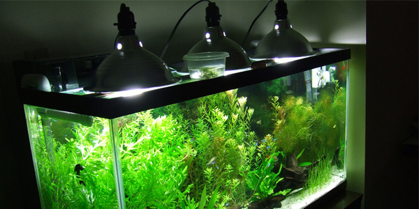 Aquarium Lighting