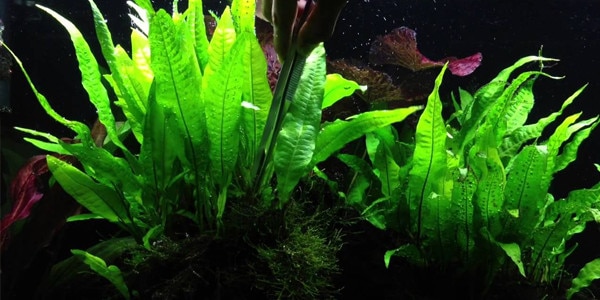 Low Light Aquarium Plants - Java Fern