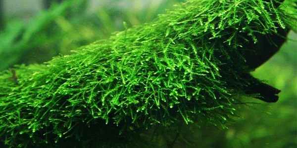 Low Light Aquarium Plants - Java Moss