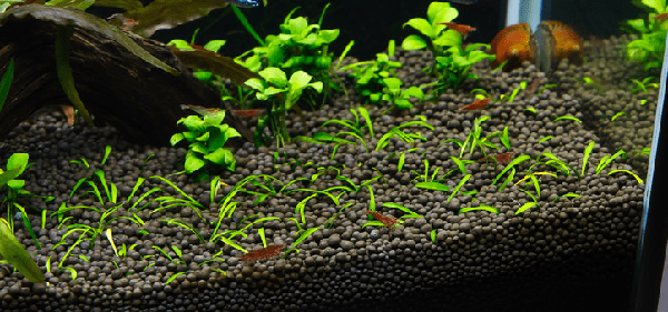 Planted Aquarium Substrate