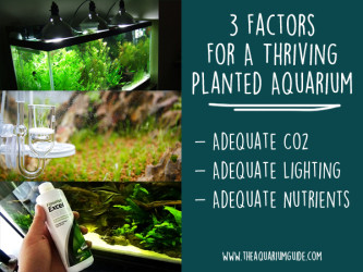 Factors for a Thriving Planted Aquarium | TAG