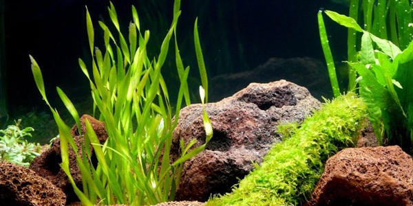 Low Light Aquarium Plants - Vallisneria