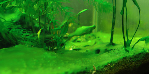 how to avoid algae in your aquarium