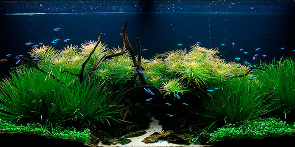 Aquascaping Nature Style