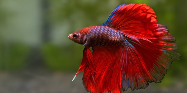 25+ Most Colorful Freshwater Fish - The Aquarium Guide
