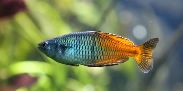 Colourful Freshwater Fish - Boeseman’s Rainbowfish