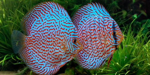 Colourful Freshwater Fish - Discus Fish