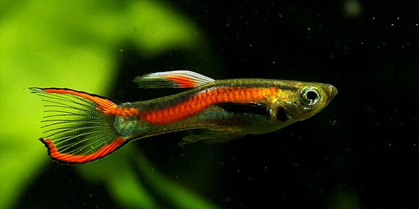 Colourful Freshwater Fish - Endler’s Livebearer