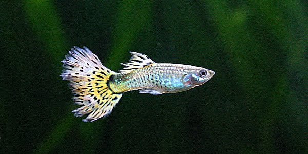 Colourful Freshwater Fish - Fantail Guppy