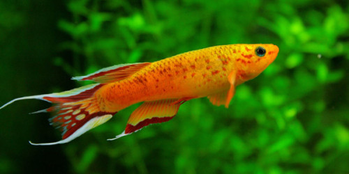 25+ Most Colorful Freshwater Fish - The Aquarium Guide