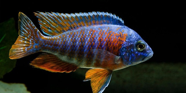 Colourful Freshwater Fish - Peacock Cichlid