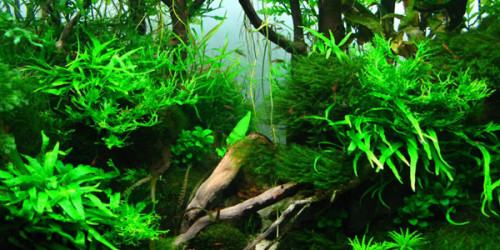 Jungle Aquascape Style