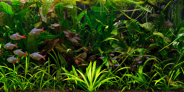 Jungle Aquascaping Styles