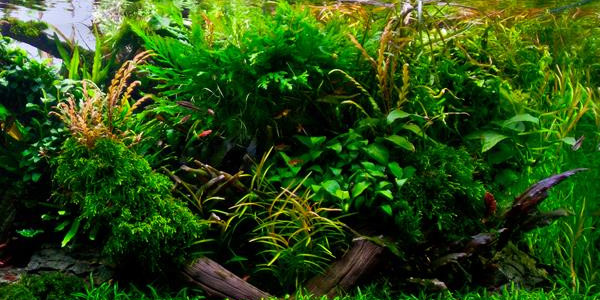 Jungle Style Aquarium