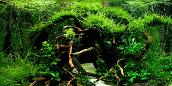 Jungle Style Aquascaping