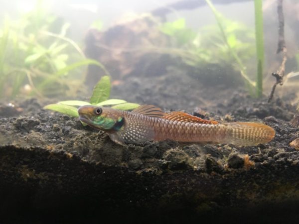 Red Neon Stiphodon Goby