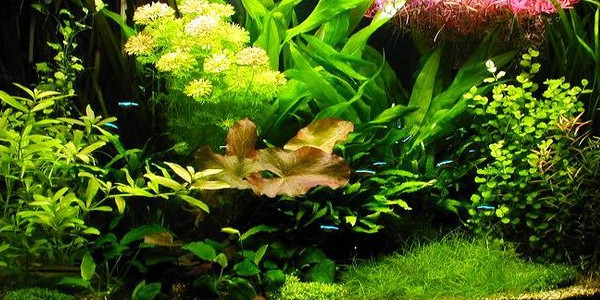 dutch aquascaping style