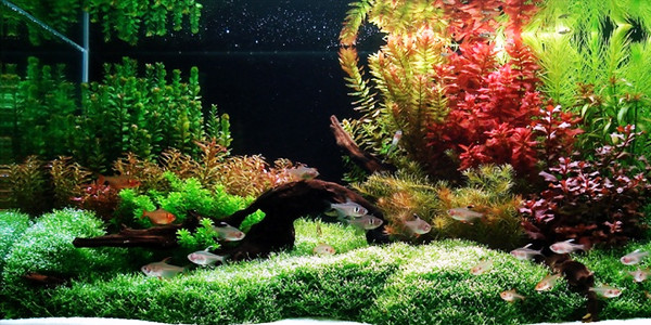 Understanding Dutch Aquascaping Style The Aquarium Guide