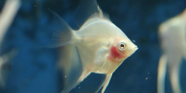 freshwater angelfish - blushing angelfish