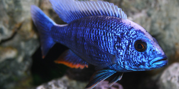 Aggressive Freshwater Fish - Blue Peacock Cichlid