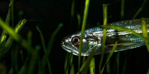 Aggressive Freshwater Fish - Vampire Tetra