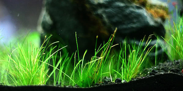 Dwarf Hair Grass Aquarium