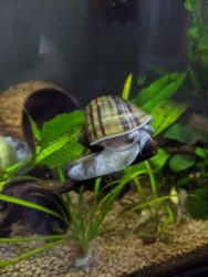 Aquarium Snail Care & Tank Set-Up