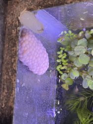 Breeding Aquarium Snails