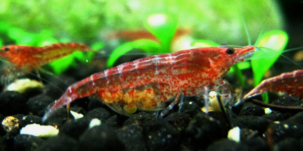 Female Cherry Shrimp with eggs