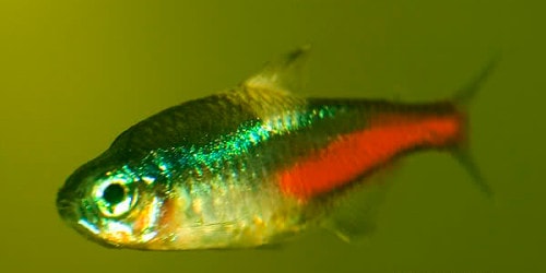 A closer look at Neon Tetra Disease Faqs