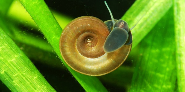 aquarium snail