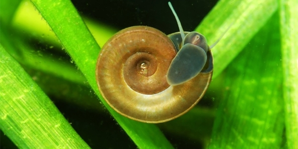freshwater aquarium snails