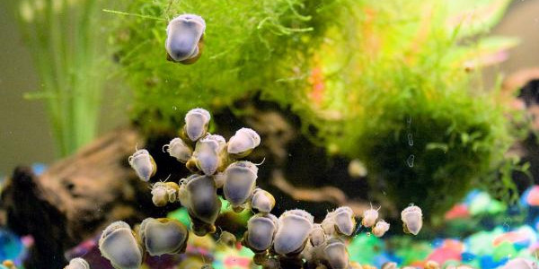 aquarium snails