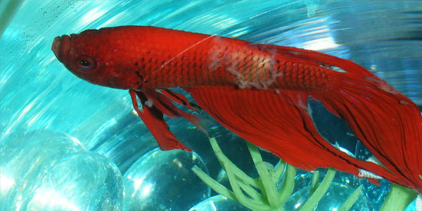 Betta Fish Diseases - Bacterial Infection